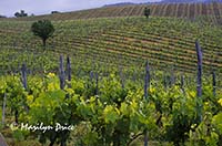 Vineyard, Panzano, Italy