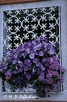 Grilled window and flowerbox, Venice, Italy