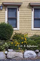 Yellow flowers in front of a yellow house, Lunenburg, Nova Scotia