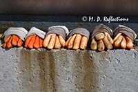 Fisherman's gloves drying in the sun