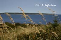 Sea grasses at Crystal Crescent Beach Provincial Park, Nova Scotia