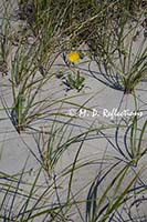 Dandelions and sea grasses