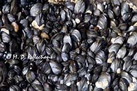 Mussels clinging to a tidal rock