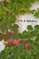 Vine maple on a wall