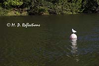 Seagull on a float, Newmarket, NH