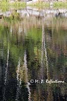 Reflections in a pond