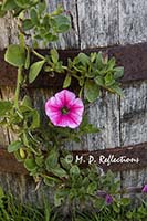 Petunia on a whiskey barrel