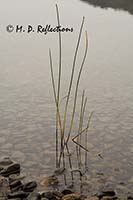 Lakeside grasses