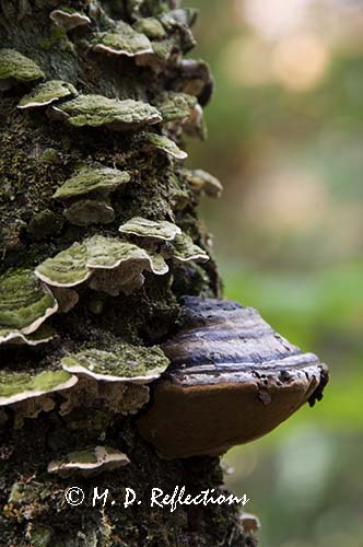 Mushrooms on the side of a tree