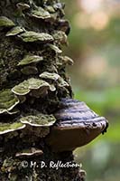 Mushrooms on the side of a tree