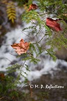 Maple leaves caught in a fir branch with Rainbow Stream in the background