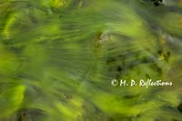 Underwater swirls of moss