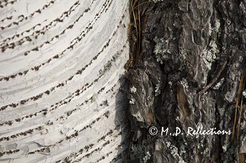 Birch and pine bark