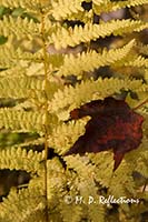 Autumn fern frond with maple leaf