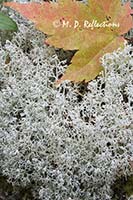 Deer moss and maple leaf