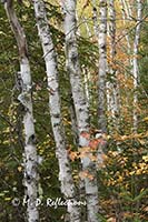 Autumn birch forest