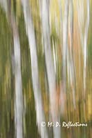 Autumn birch forest