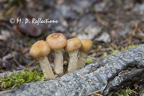 Four mushrooms in a row