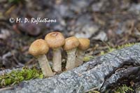 Four mushrooms in a row