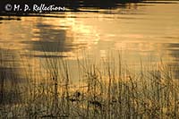 Early morning light reflecting on Nahmakanta Lake, ME