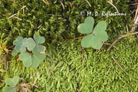 Moss and shamrocks