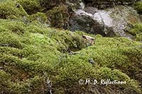 Moss covered rocks