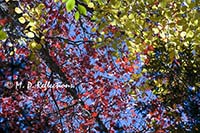 Looking up through the autumn leaves