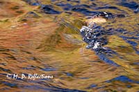 Autumn reflections in Polliwog Stream