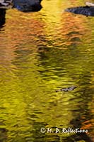 Autumn reflections in Polliwog Stream