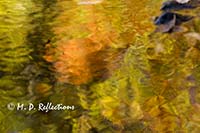 Autumn reflections in Polliwog Stream