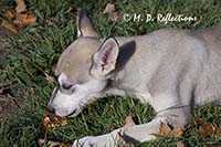 Alaskan husky pup with an apple