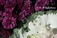 Chrysanthemums and ornamental cabbage