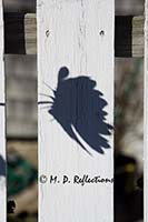 Shadow of a cosmos on a white picket fence, Bass Harbor, ME