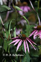 Bee on an echinacea, Somesville, ME