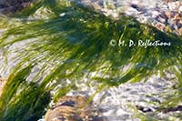 Underwater grass sways with the water, Seal Harbor Beach, ME