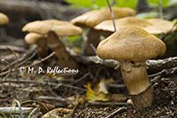 Mushrooms and the forest floor, Acadia National Park, ME