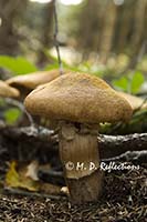 Mushrooms and the forest floor, Acadia National Park, ME