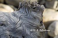 Patterns in driftwood, Acadia National Park, ME