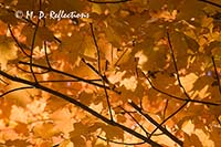 Sugar maple leaves, Acadia National Park, ME