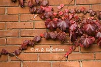 Vine maple on a brick wall at the Gift Shop at Jordan Pond, Acadia National Park, ME