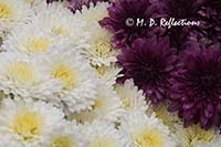 Chrysanthemums