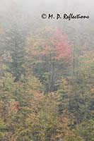 Autumn trees in fog