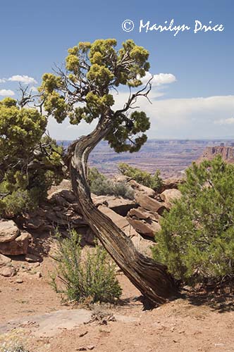 Needles Overlook into Canyonlands National Park, UT