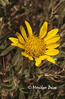 Threadleaf Groundsel (Senecio flaccidus)