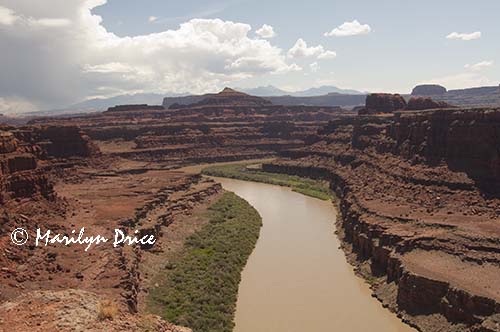 Colorado River at 'Thelma and Louise Point', Shafer Jeep trail, Canyonlands National Park, UT