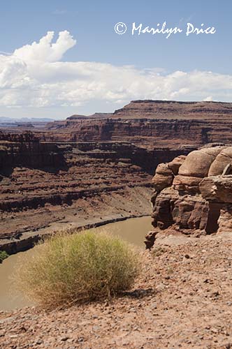 Colorado River at 'Thelma and Louise' Point, Shafer Jeep trail, Canyonlands National Park, UT