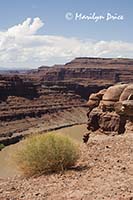 Colorado River at 'Thelma and Louise Point', Shafer Jeep trail, Canyonlands National Park, UT