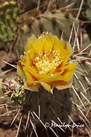 Flower of Common Prickleypear (Opuntia erinacea)