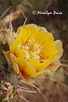 Flower of Common Prickleypear (Opuntia erinacea)