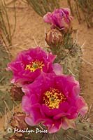 Flower of Common Pricklypear (Opuntia erinacea)